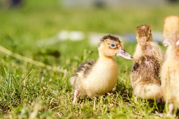 Little ducklings are walking on green grass close up