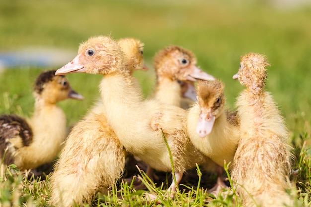 Little ducklings are walking on green grass close up