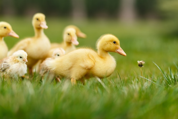 Little ducklings and chickens on green lawn.