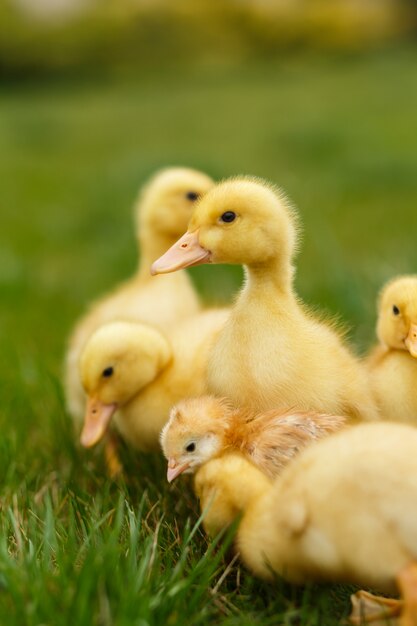 Little ducklings and chickens on green lawn.