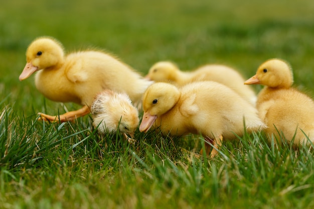 Little ducklings and chickens on green lawn.