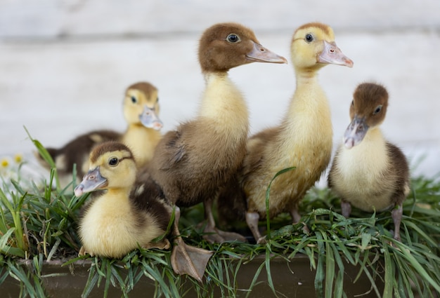 Little ducklings on green grass