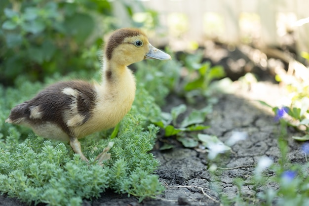 Little ducklings on green grass