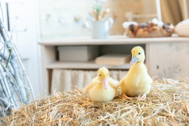 little ducklings on hay spring Easter