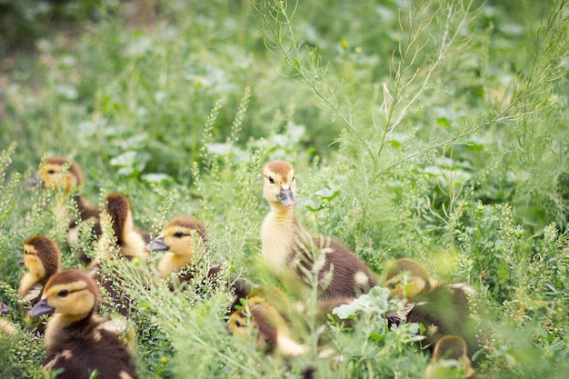 사진 푸른 잔디, 농업에 작은 ducklings