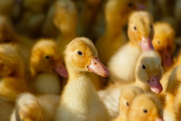 Little ducklings standing on a field