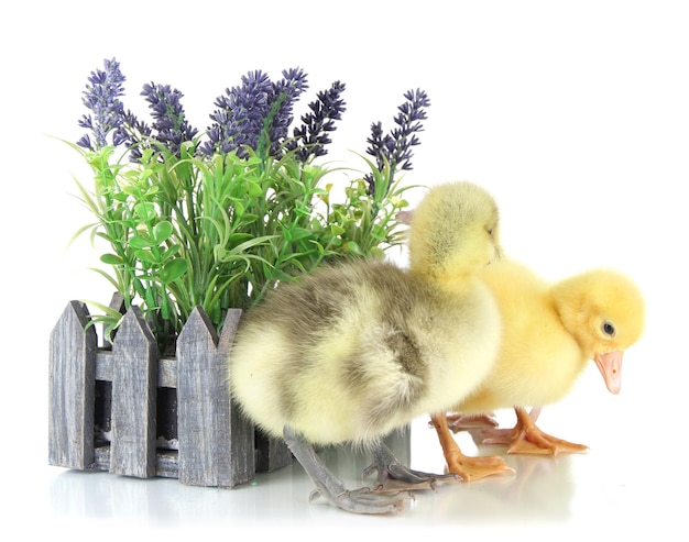 Little ducklings with flower isolated on white