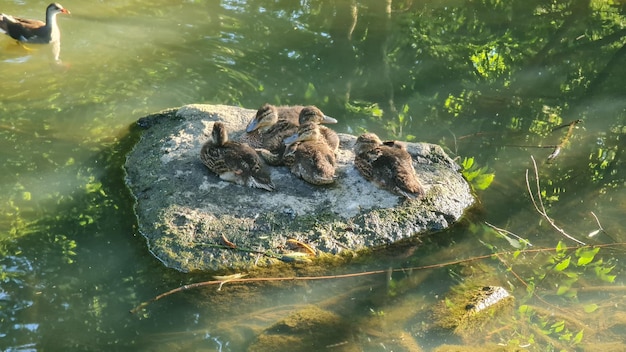 Little ducks sleep on a stone in the middle of the river