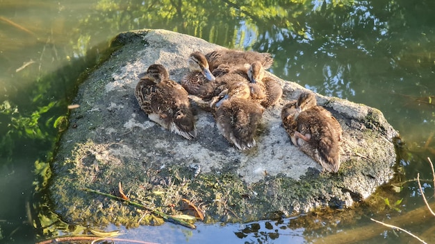 Photo little ducks sleep on a stone in the middle of the river