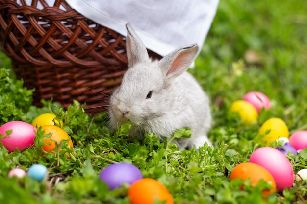 Little Easter Bunny on the grass near colorful eggs