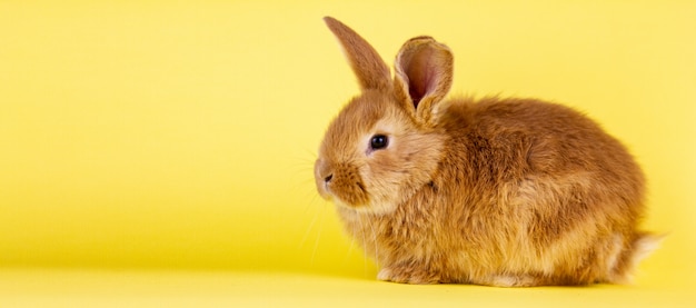 Little easter lively rabbit on a yellow wall. Red fluffy rabbit on a yellow wall,