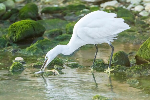 Little Egret eating an eel in a river with rocks with green moss, Spain.