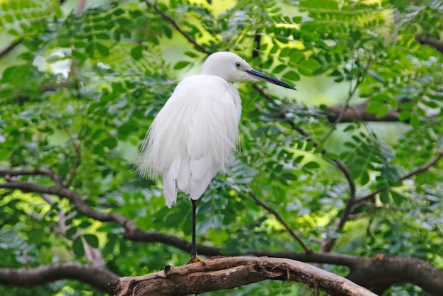 Маленькая белая цапля Egretta garzetta Красивые птицы Таиланда