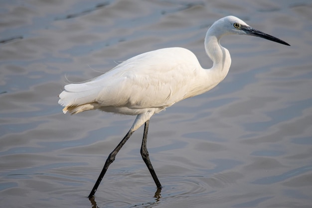 The little egret Egretta garzetta is a species of small heron common in aiguamolls emporda girona spain