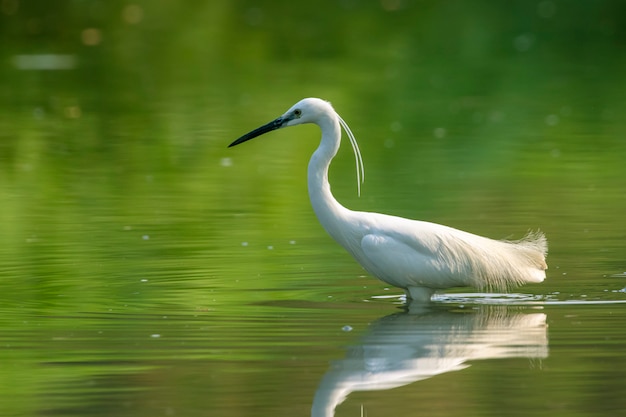 コサギ（egretta garzetta）が沼で食べ物を探しています。鳥。動物。