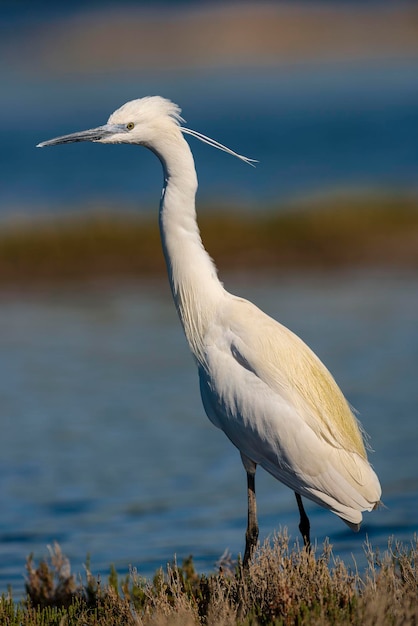 Маленькая белая цапля Egretta garzetta Малага Испания