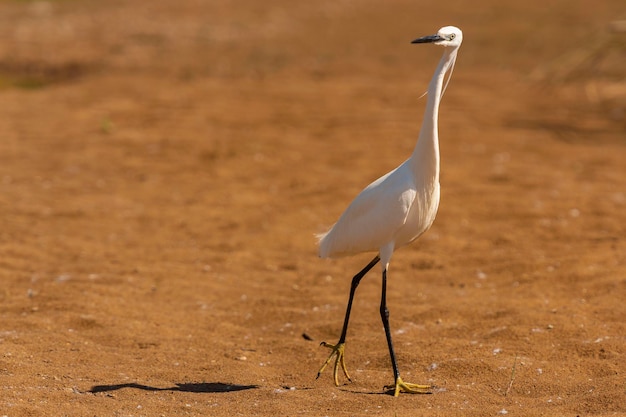 작은 백로 Egretta garzetta Malaga Spain