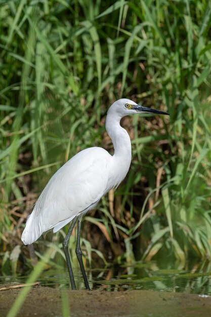 작은 백로 Egretta garzetta Malaga Spain