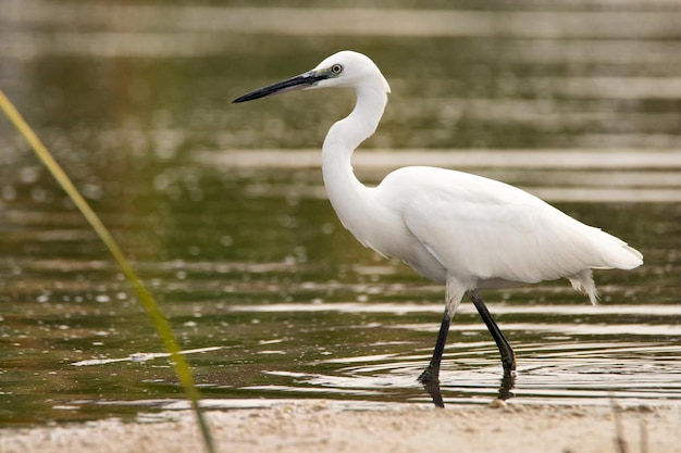 Little egret or egretta garzetta in the pond