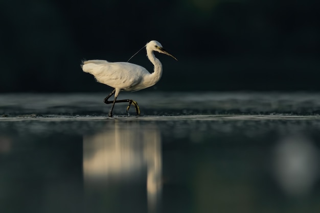 Little egret Egretta garzetta standing and hunting in a beautiful pond at sunrise