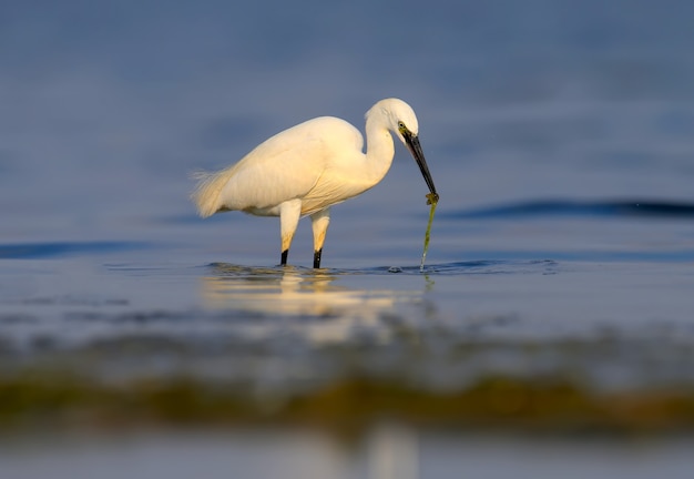 Маленькая цапля (Egretta garzetta) стоит в спокойной голубой воде и держит в клюве пойманную рыбу.