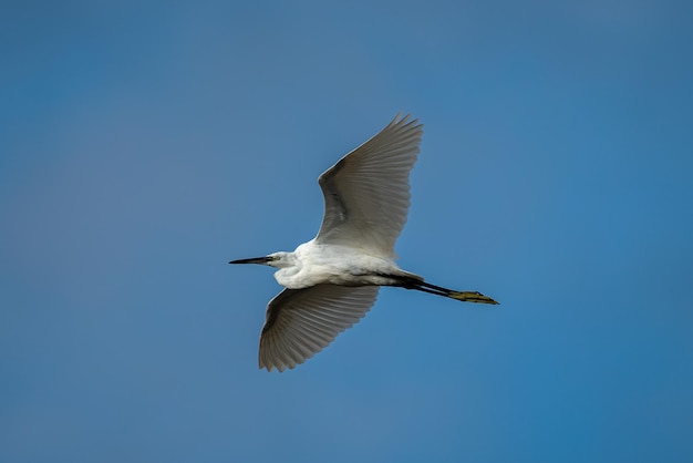 Маленькая белая цапля (Egretta garzetta).