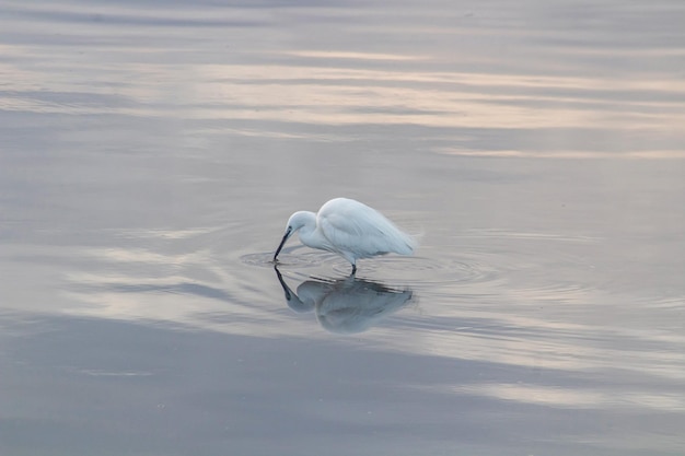 Little Egret forages in the waters of a lake