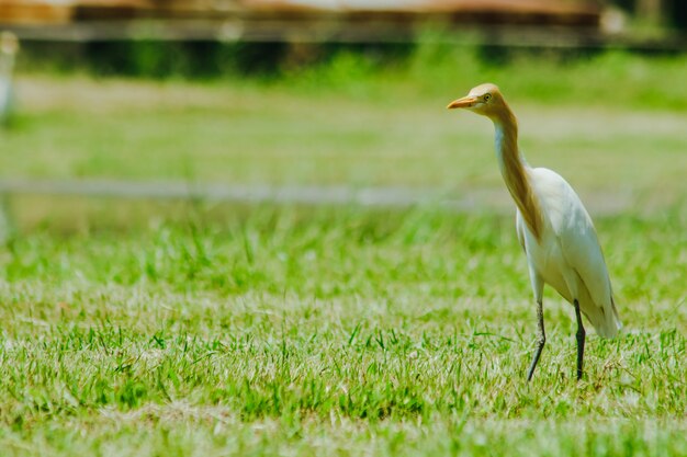 Little Egret gathered in the lawn