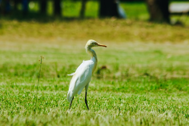 Little Egret gathered in the lawn