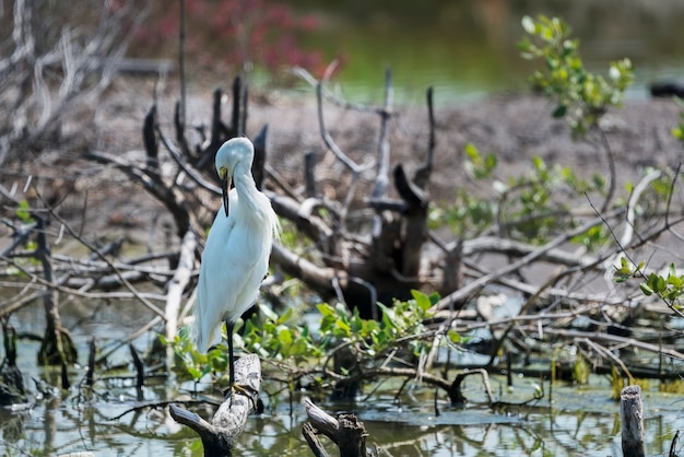 The little egret preening its feathers  Thailand