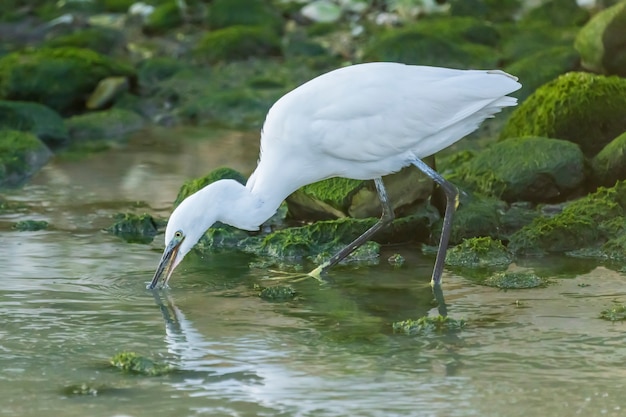 スペイン、ビリャホヨサの町の川で食べ物を探しているコサギ。