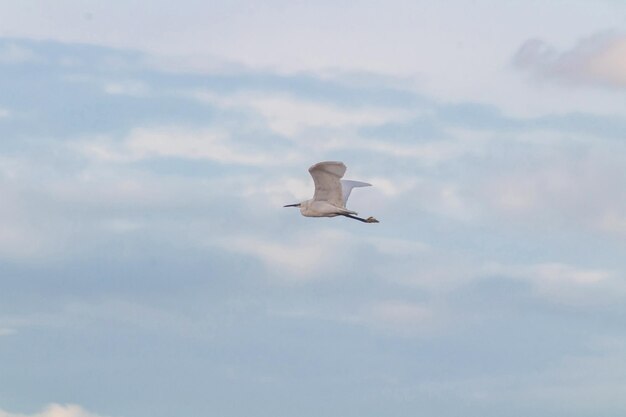 Little Egret Soaring Through the Blue Sky