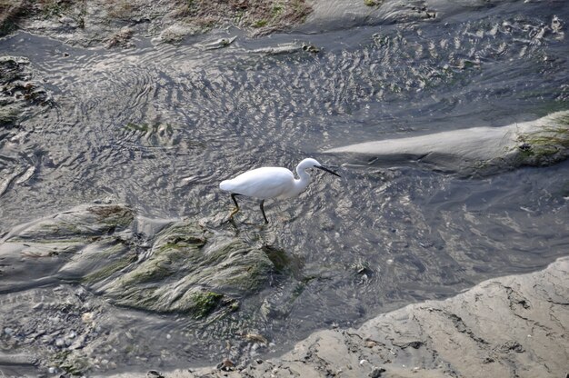 Little Egret