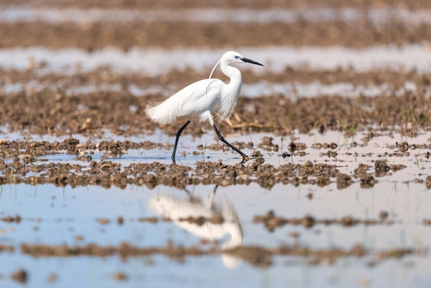 Little Egret