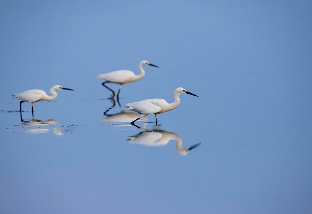 Little egrets fishing in a lake