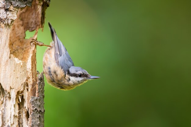 Little eurasian nuthatch sitting on tree