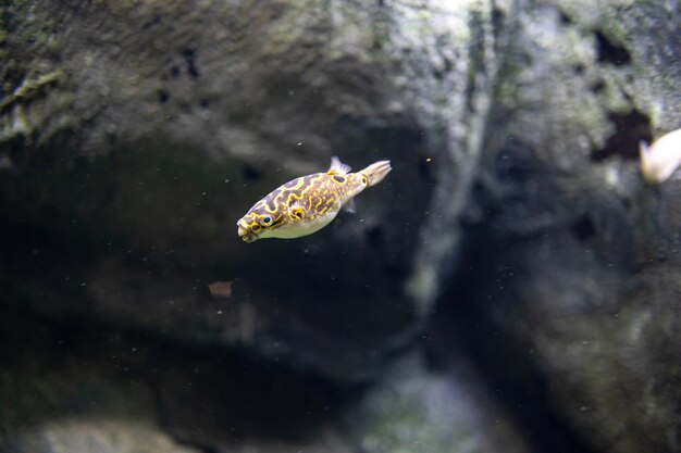 little fish animal swimming in the aquarium of the zoo of Zaragoza in Spain on a dark background