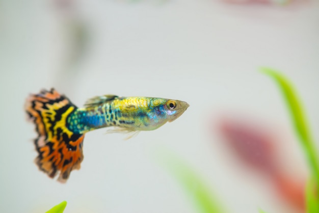 Photo little fish in fish tank or aquarium, guppy