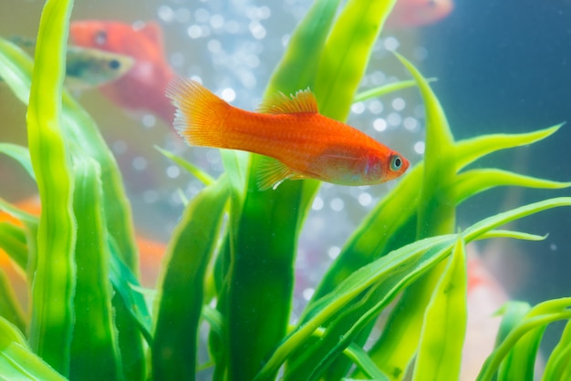 Little fish in fish tank or aquarium