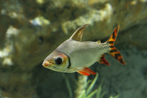 写真 小さい魚