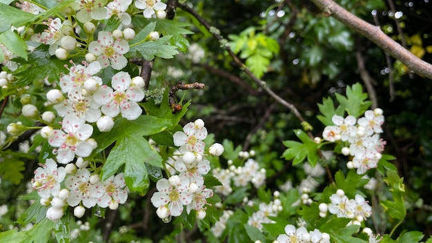 Little flower nature background