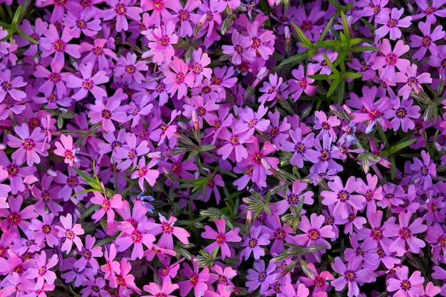 ピンクのフロックスが咲く小さな花。花畑。小さな紫色の花がたくさん