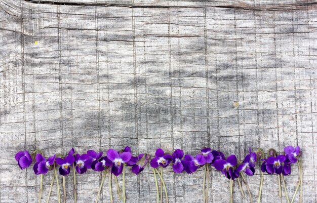 Little flowers violets lined in a row on the old gray board in the cracks