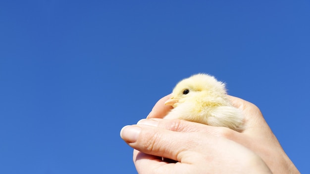 Little fluffy chicken in the palm against the blue sky