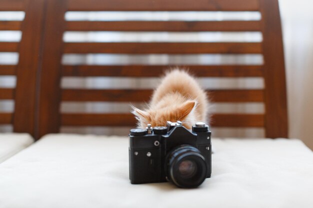 Foto piccolo gatto rosso soffice e carino gioca con una macchina fotografica d'epoca gattino dice formaggio e fa una foto