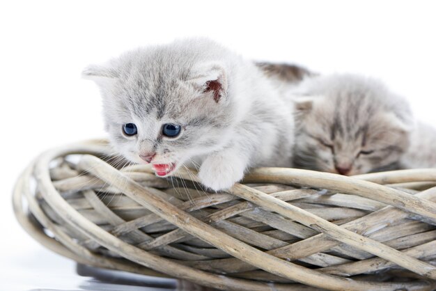 Little fluffy grey funny kitten meowing and looking down while sitting in white wicker wre