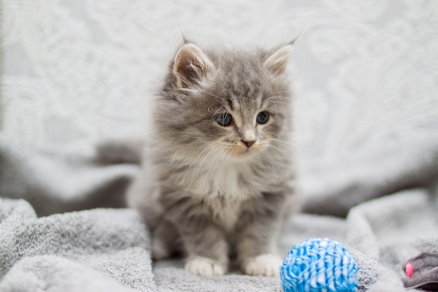 ふわふわの灰色のペルシャメインクーン子猫は小さな青いボールで遊んでいます。