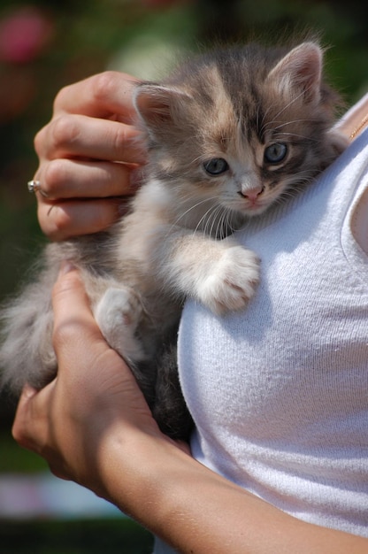 女の子の腕の中で小さなふわふわの子猫