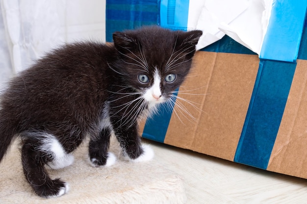 Маленький пушистый котенок играет с коробкой