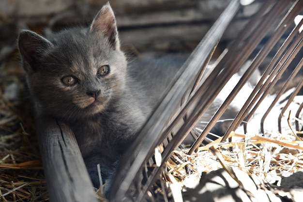 納屋で休んでいる小さなふわふわの子猫